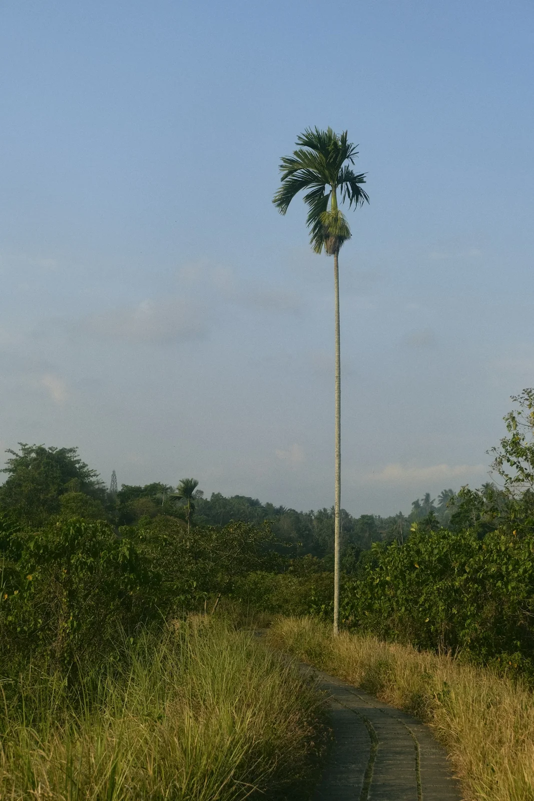 A palm tree rising above a path at Campuhan Ridge Walk in Ubud