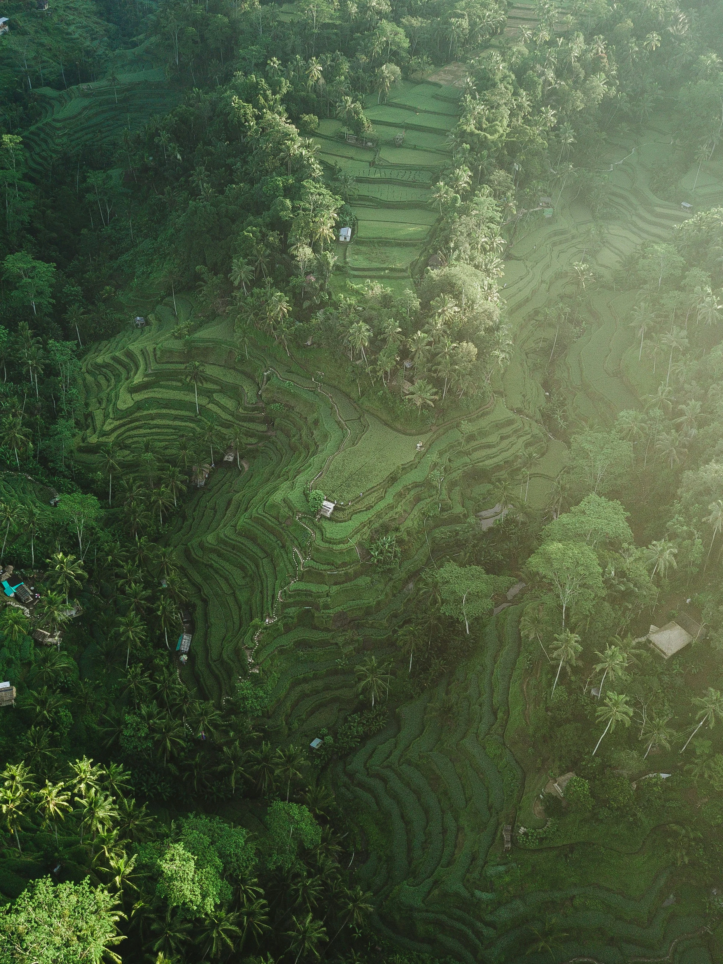 Morning sunlight across the green rice terraces of Tegallalang, an excursion from Ubud