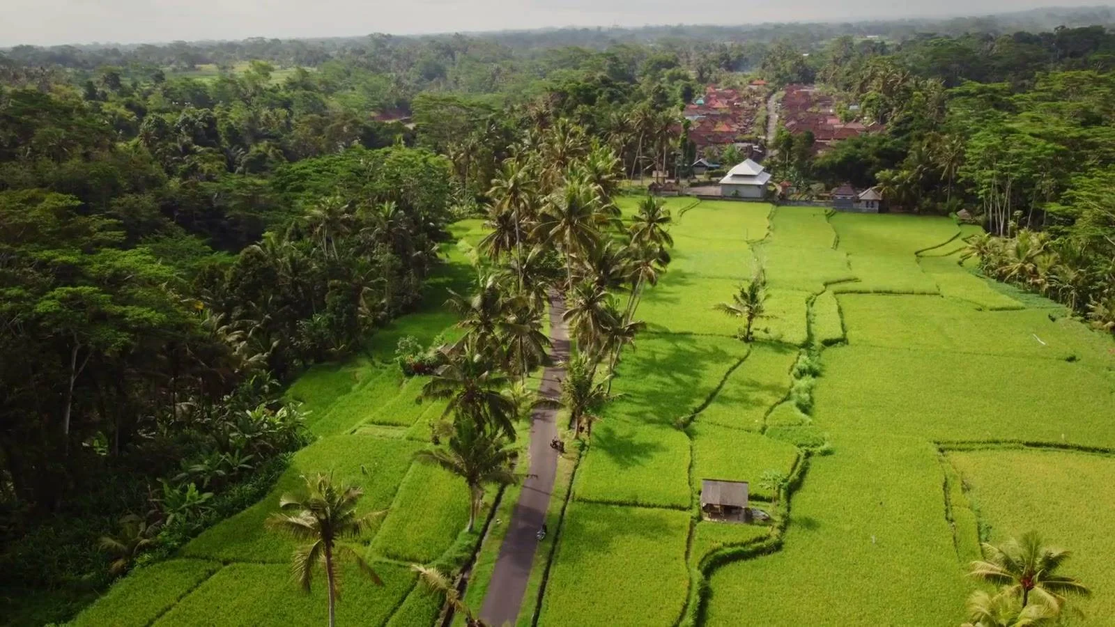 Green rice fields and the surrounding Ubud landscape