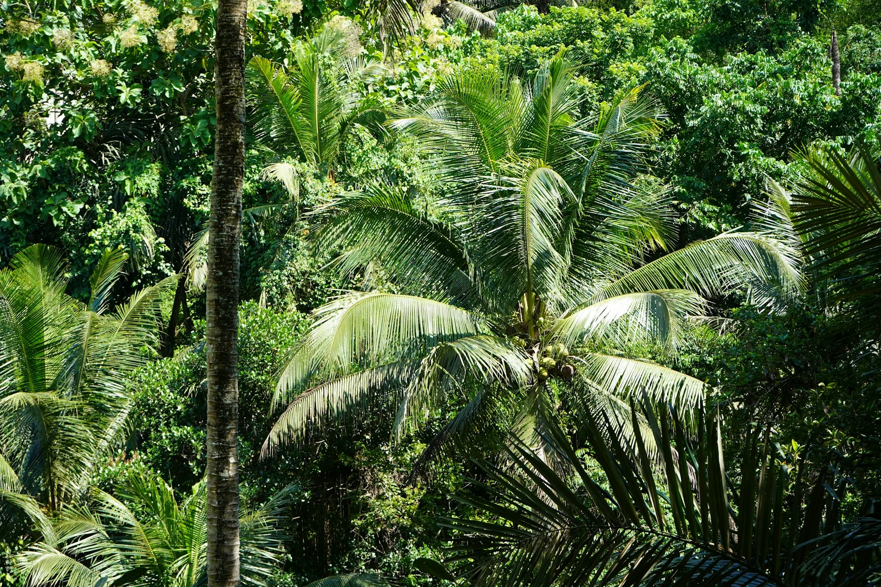 Sunlight falling through palm trees in the lush Ubud jungle